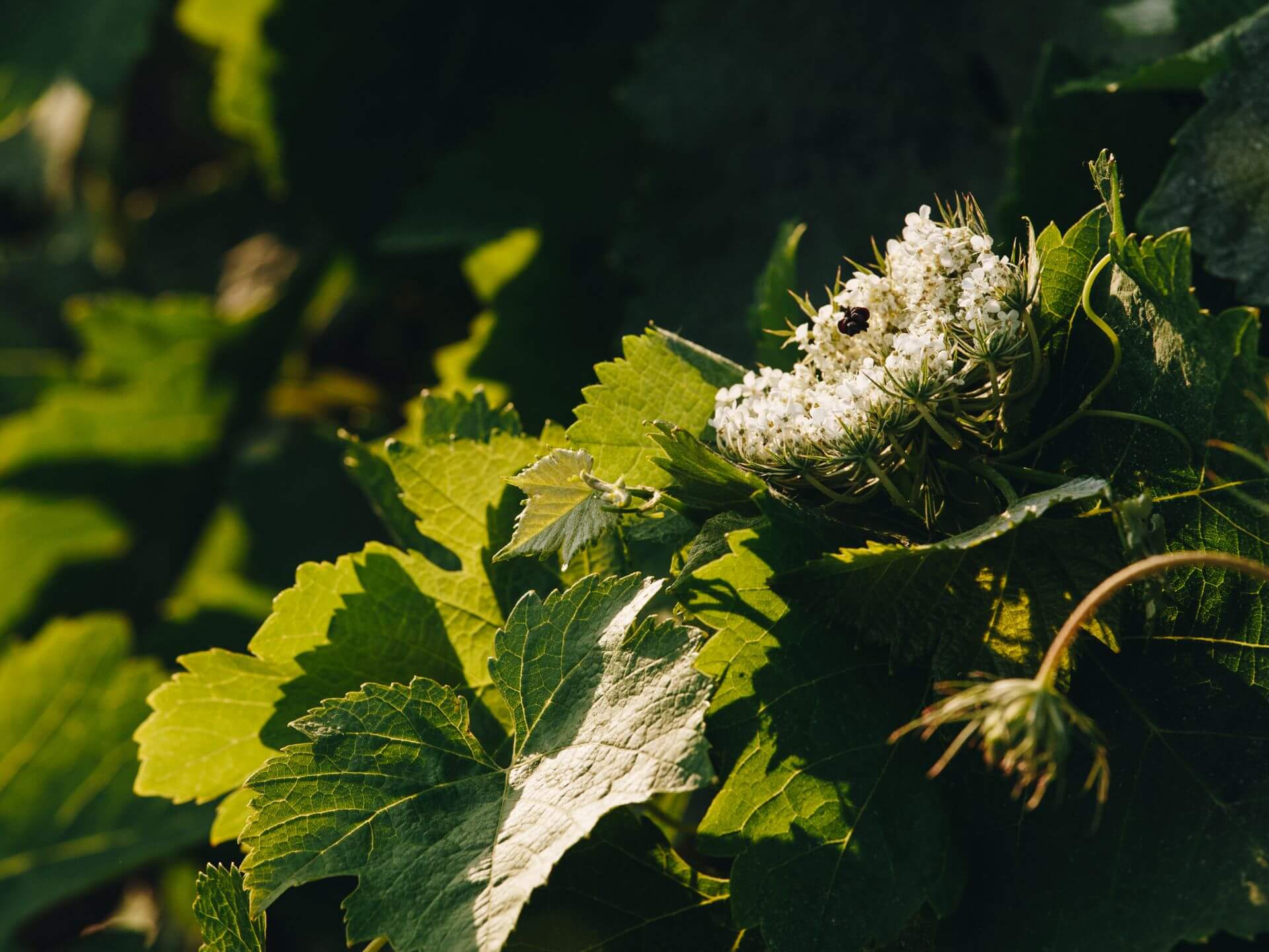 Cuvée Tradition - Rouge AOC Ajaccio