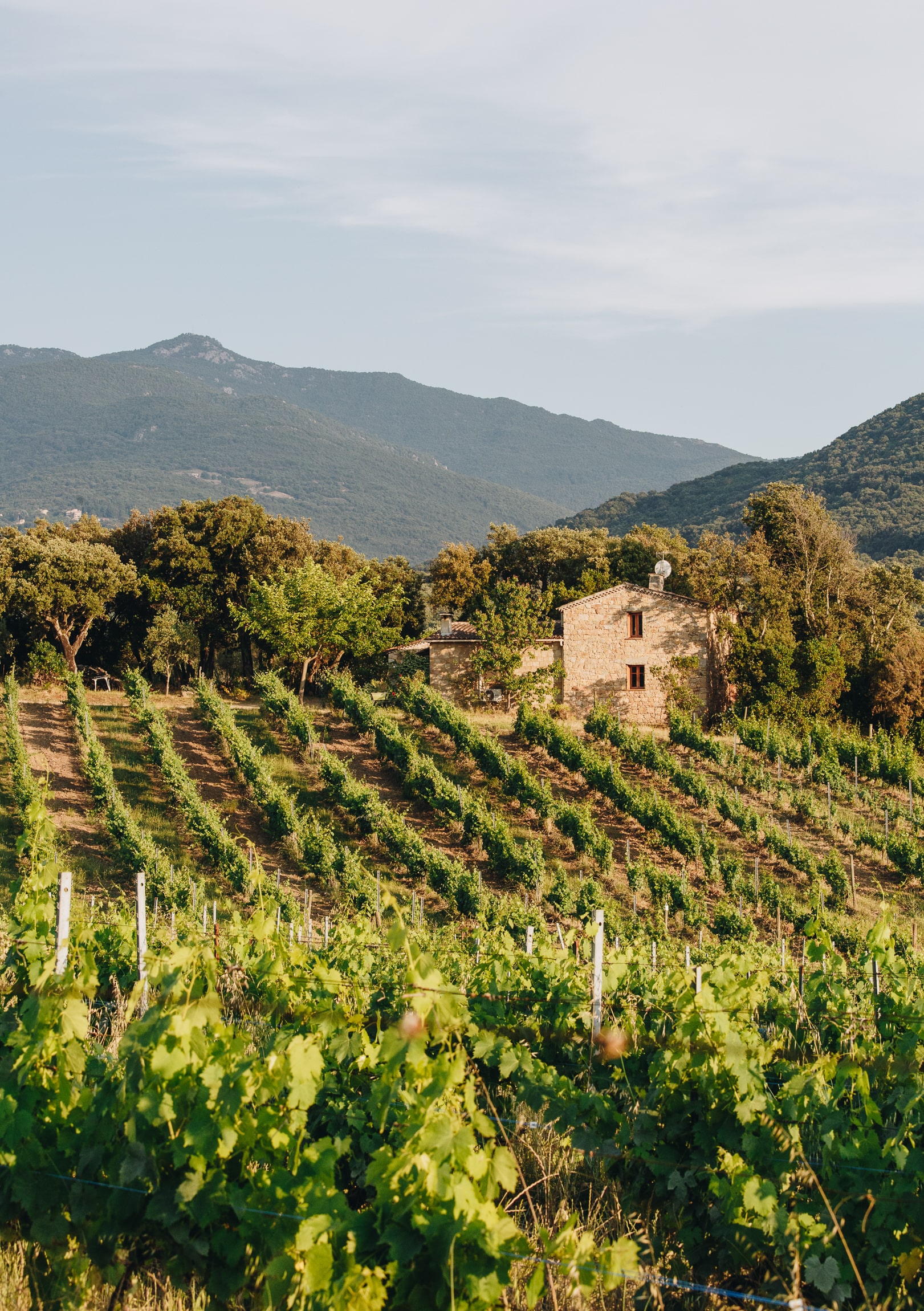 Cuvée LESIA Blanc AOC Ajaccio